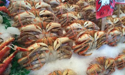The Art of Calamariere: A Culinary Journey into Italian Seafood Delights