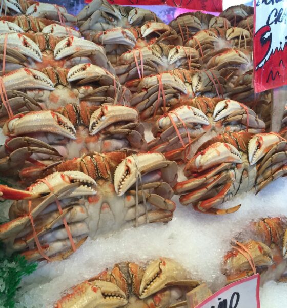 The Art of Calamariere: A Culinary Journey into Italian Seafood Delights